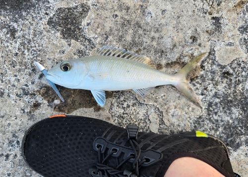 アオチビキの釣果