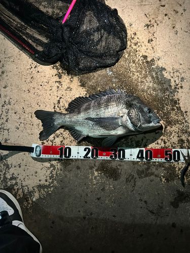 クロダイの釣果