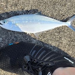 ミナミイケカツオ