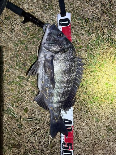 クロダイの釣果