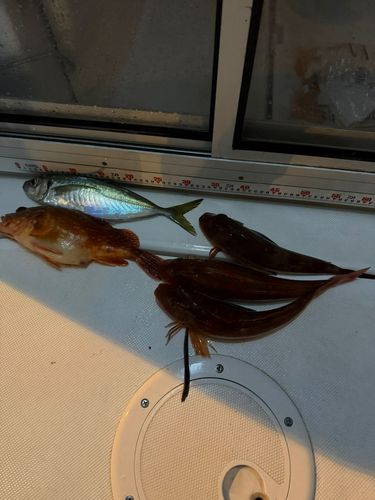 ホウボウの釣果