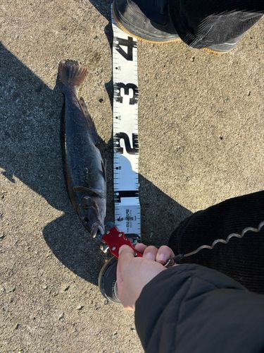 三陸海岸（岩手）