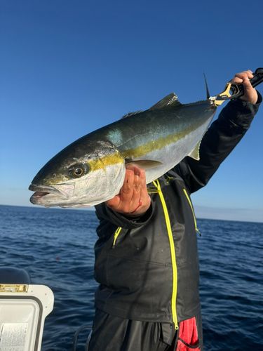 ヒラマサの釣果