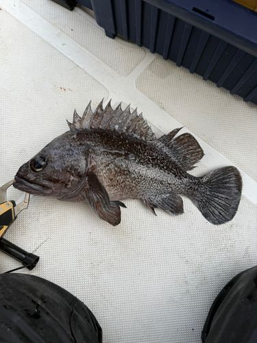 クロソイの釣果