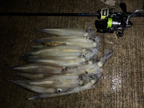 ヤリイカの釣果