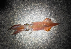 ヤリイカの釣果