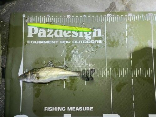 シーバスの釣果