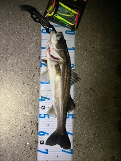 シーバスの釣果