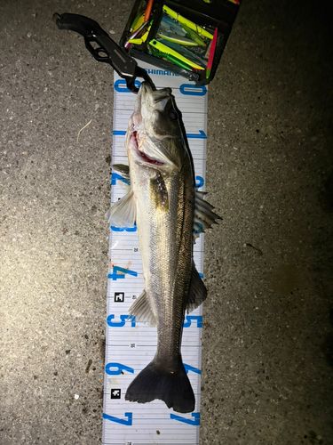 シーバスの釣果