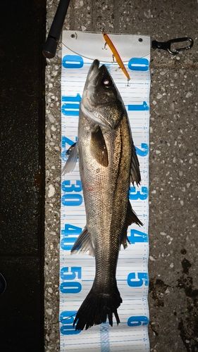 シーバスの釣果