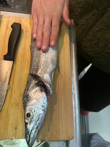 タチウオの釣果