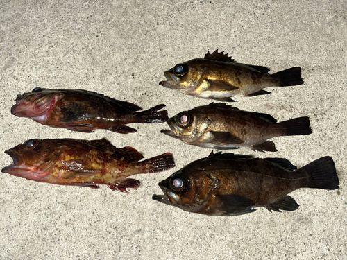 メバルの釣果