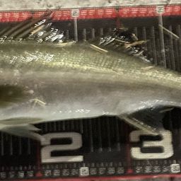 セイゴ（マルスズキ）