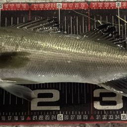 セイゴ（マルスズキ）