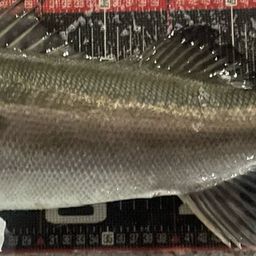 セイゴ（マルスズキ）