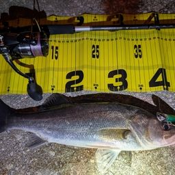 セイゴ（マルスズキ）