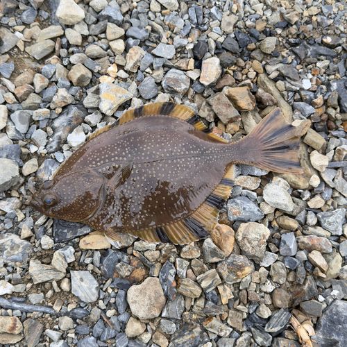 ヌマガレイの釣果