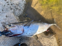 スマガツオの釣果