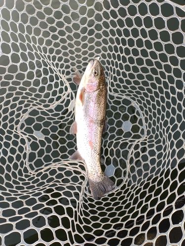 ニジマスの釣果