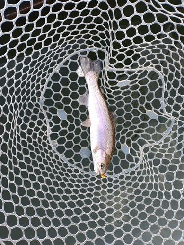 ニジマスの釣果