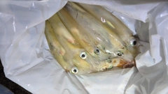 ヤリイカの釣果