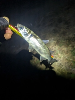 ボラの釣果