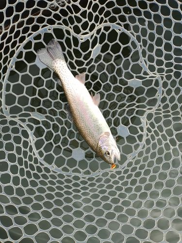 ニジマスの釣果