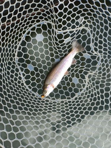 ニジマスの釣果