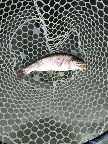 ニジマスの釣果