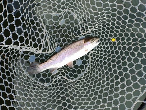 ニジマスの釣果