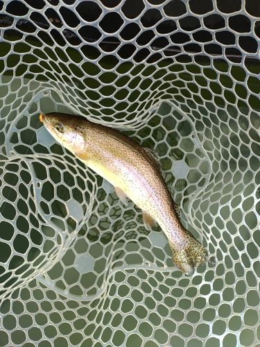 ニジマスの釣果