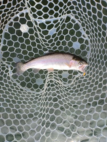 ニジマスの釣果