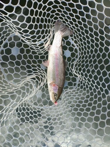 ニジマスの釣果