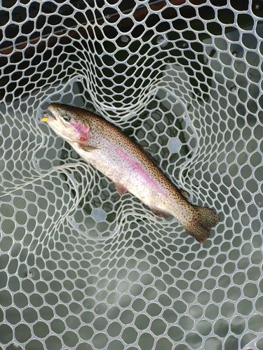 ハミングバード通天湖