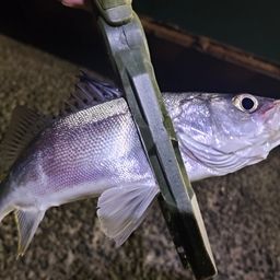 セイゴ（マルスズキ）