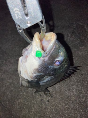 クロダイの釣果