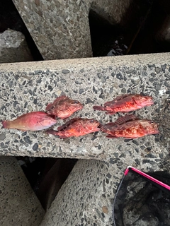 カサゴの釣果