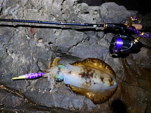 アオリイカの釣果