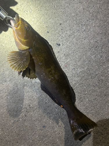 アイナメの釣果