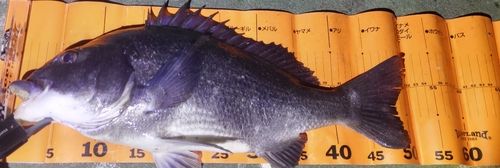 クロダイの釣果