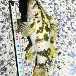 タケノコメバル