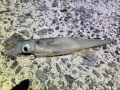 ヤリイカの釣果