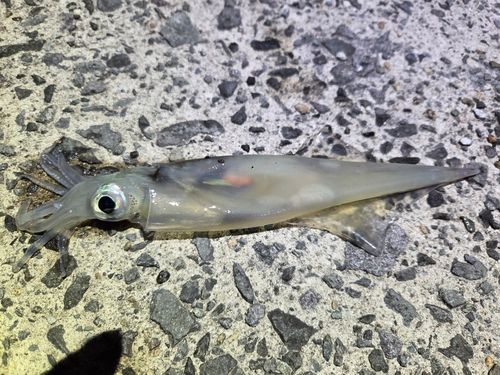 ヤリイカの釣果