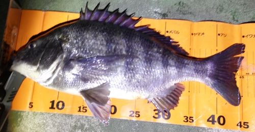 クロダイの釣果