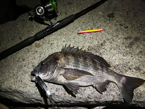 チヌの釣果