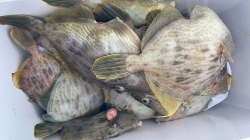 東京湾（富津〜金谷）