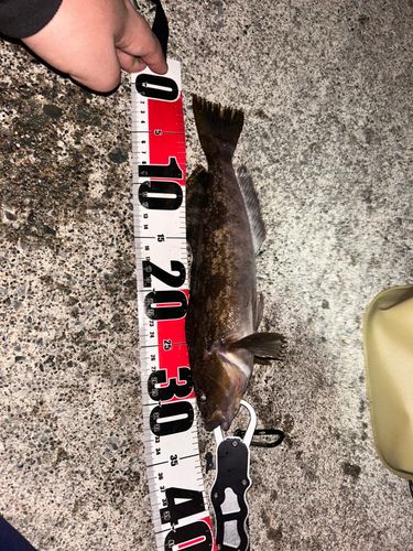 アイナメの釣果