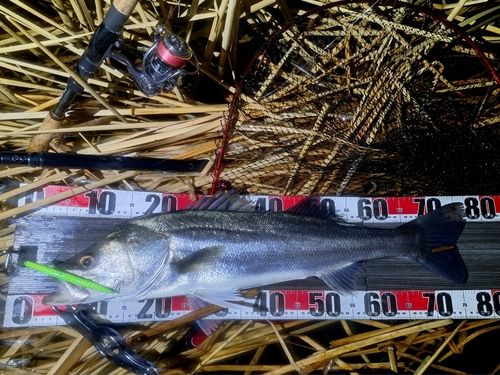 シーバスの釣果