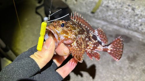 神戸空港親水護岸