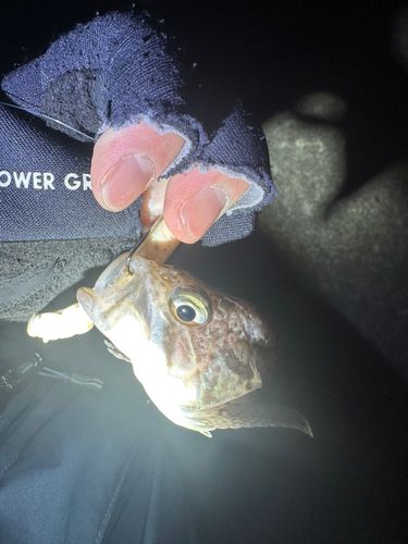 クロソイの釣果